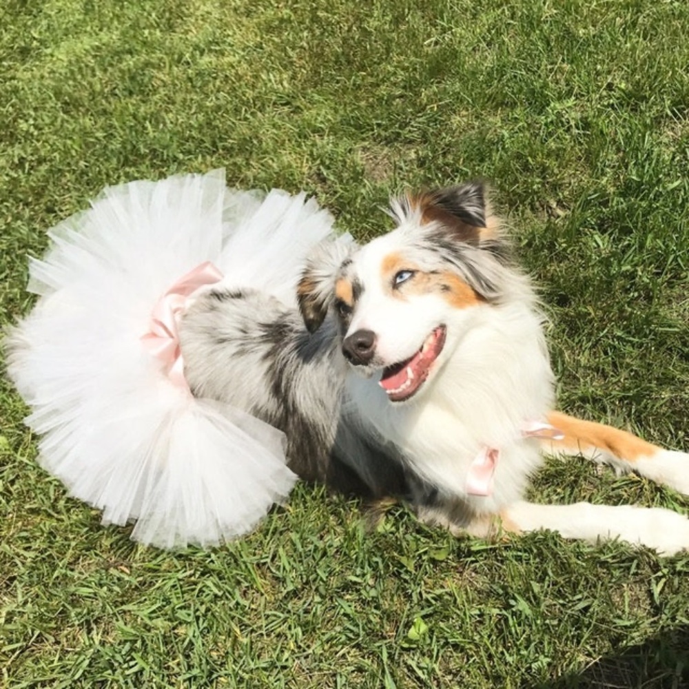 Dog Tutu, Cute dog outfit, Something Blue for a Wedding!